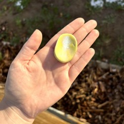 Worry Stone Eclat de Jaune